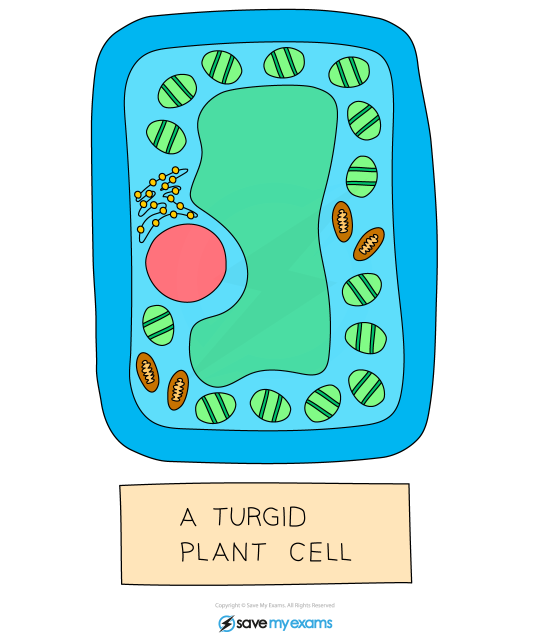 A turgid plant cell