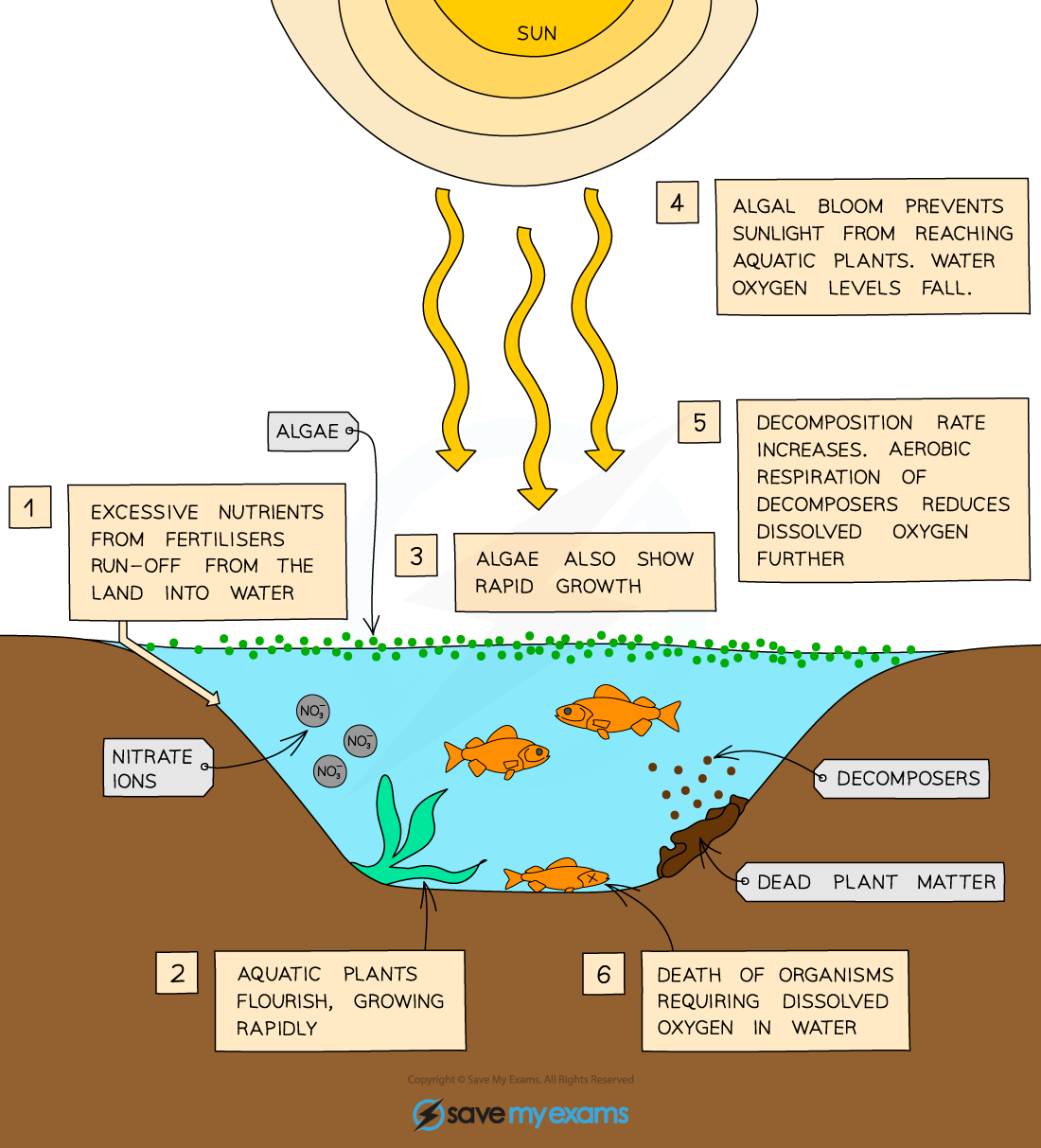 Eutrophication