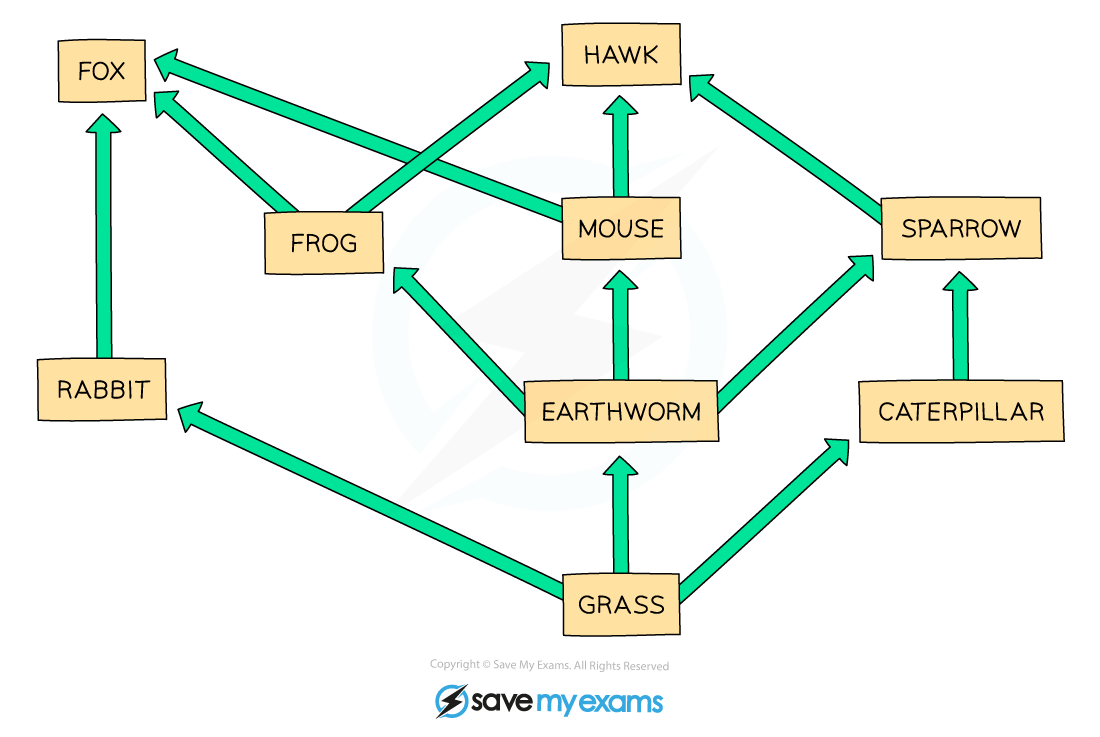 Food web