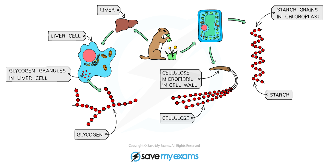 Glycogen, cellulose and starch function