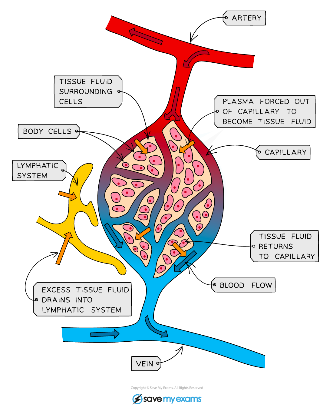 How lymph forms