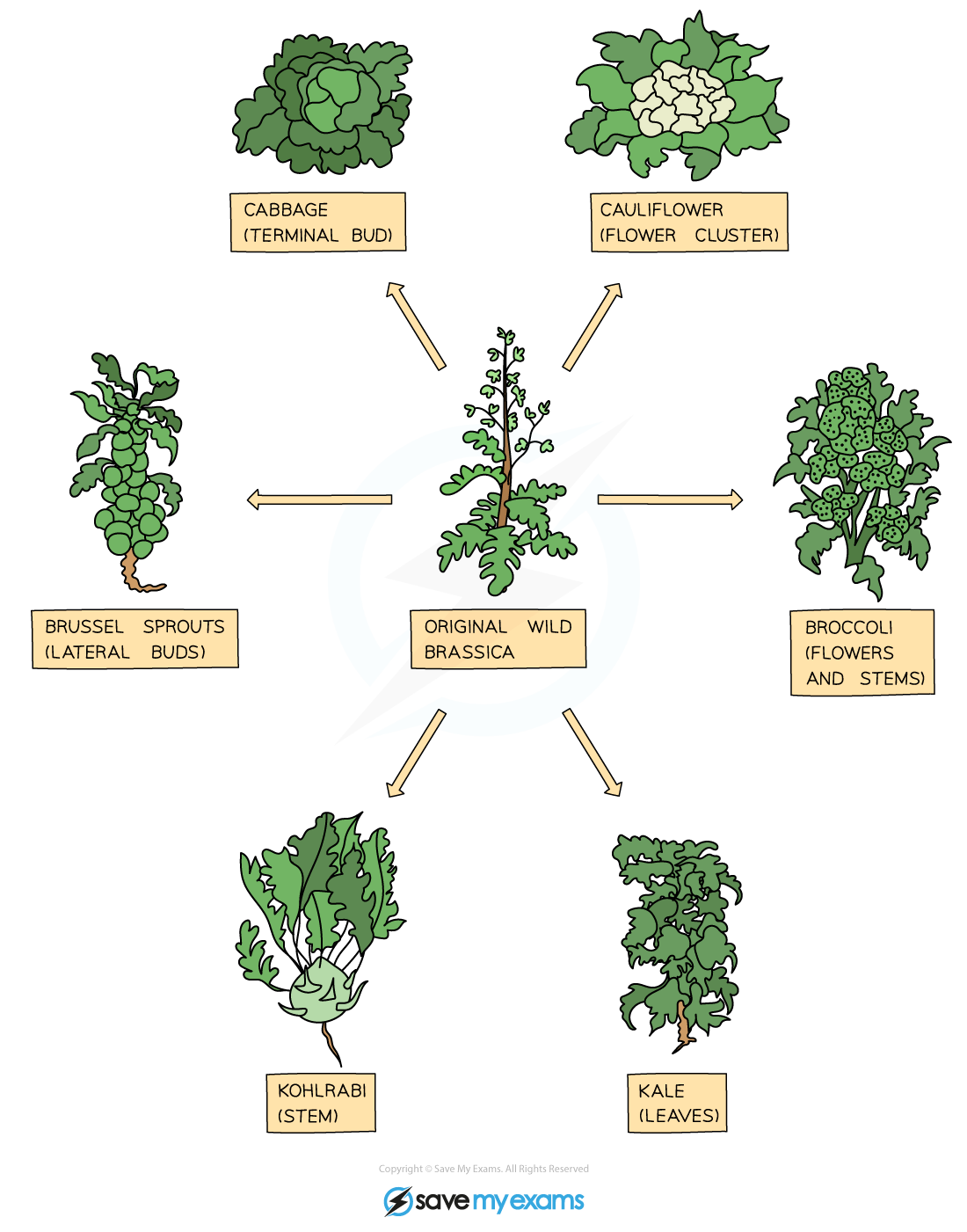 Selective breeding plants