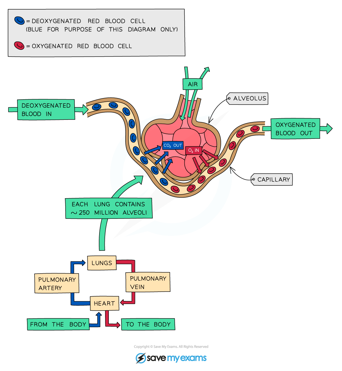 The alveolus is the gas exchange surface in humans