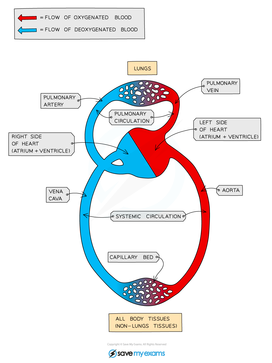 The double circulatory system in mammals