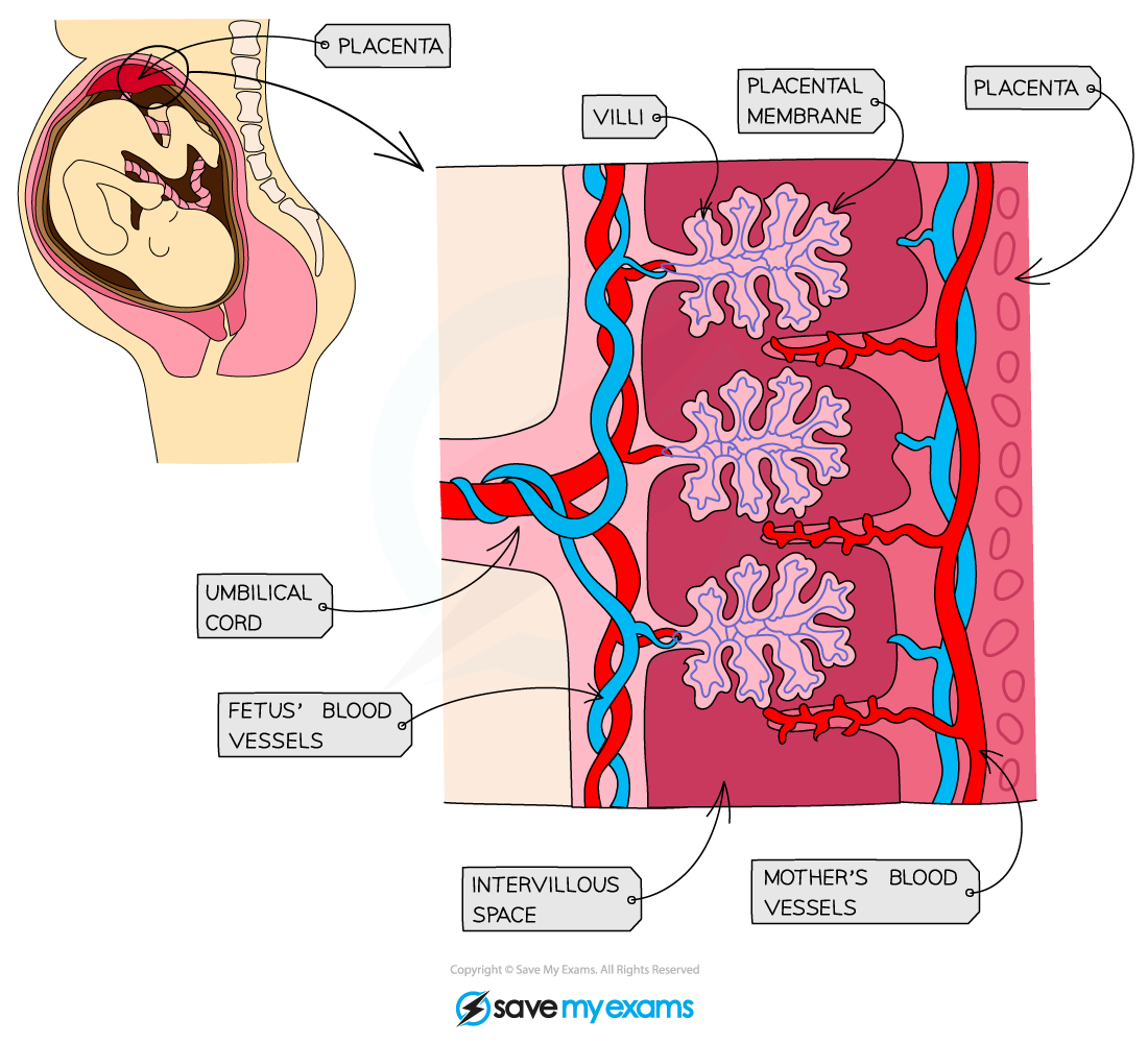 The placenta