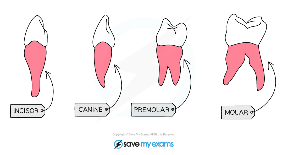 Types of teeth