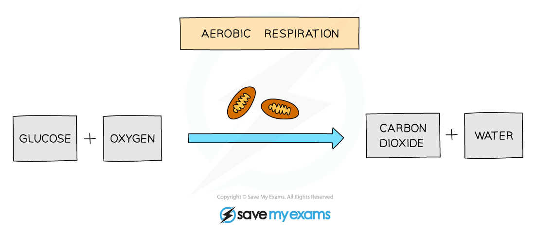 Word equation for aerobic respiration
