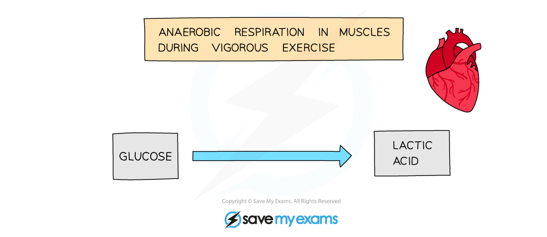 Word equation for anaerobic respiration in animals