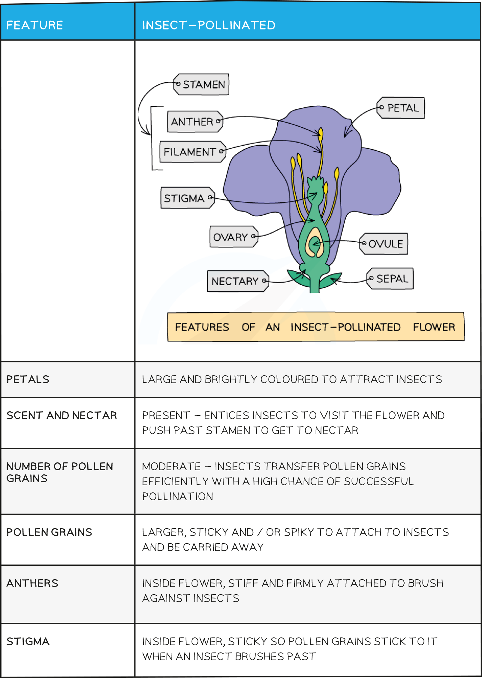 Adaptations for pollination A table