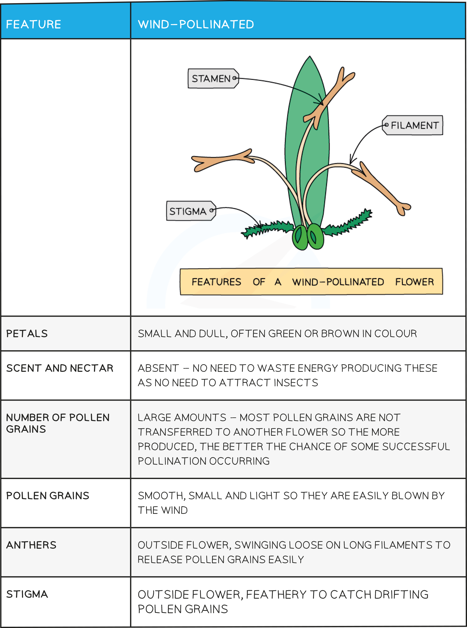 Adaptations for pollination B table