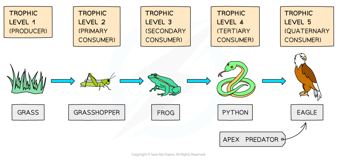 Food chain showing trophic levels