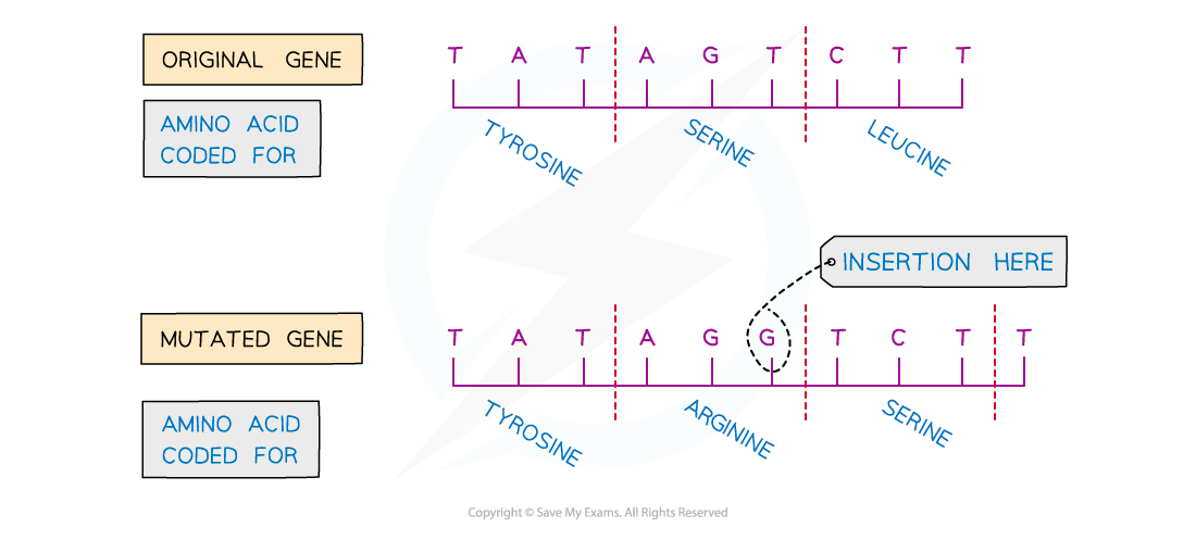 Insertion mutation