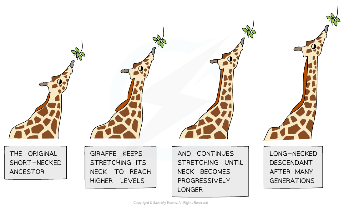 Lamarck theory of evolution