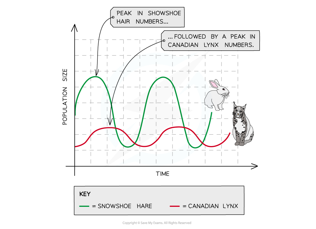 Predator-prey cycle Canadian lynx and snowshoe hare