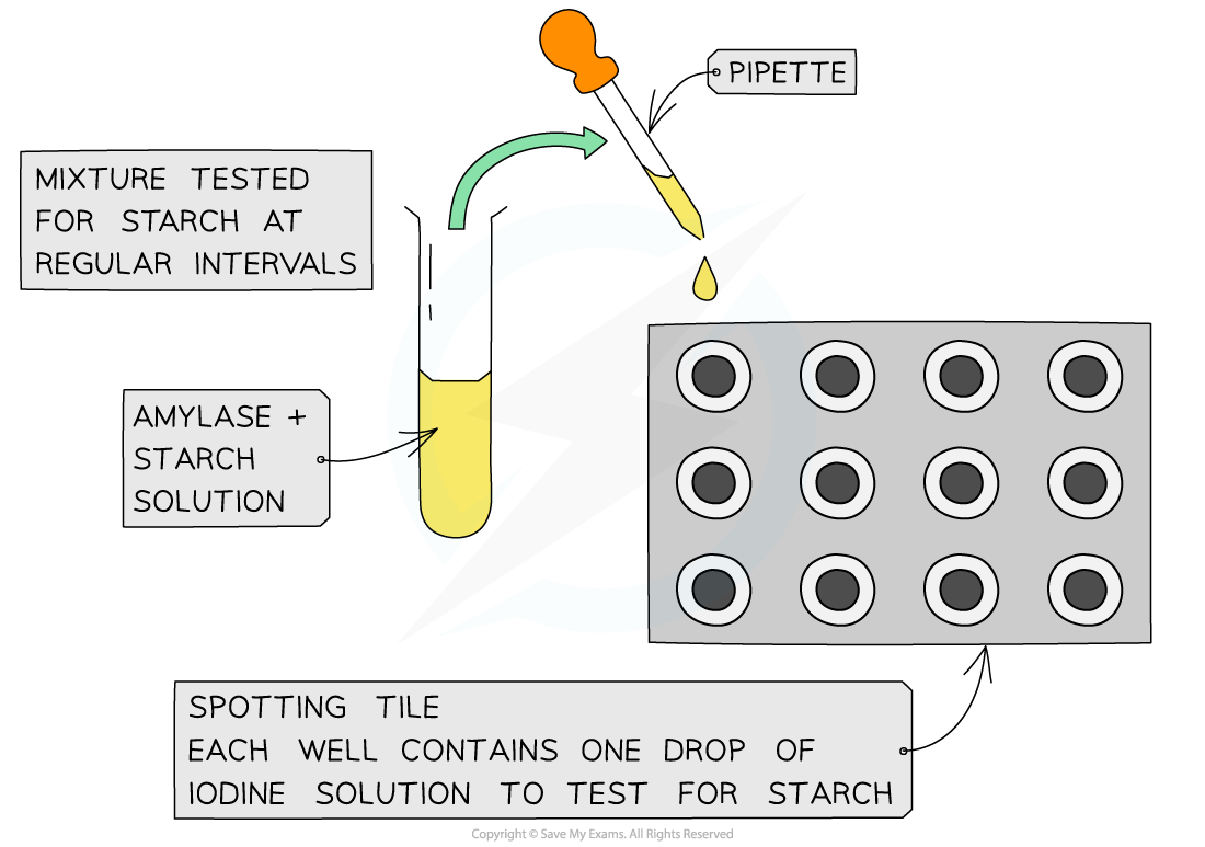 Amylase experiment