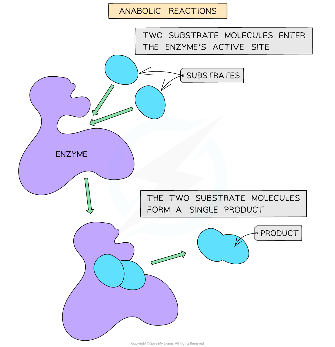 Anabolic reaction