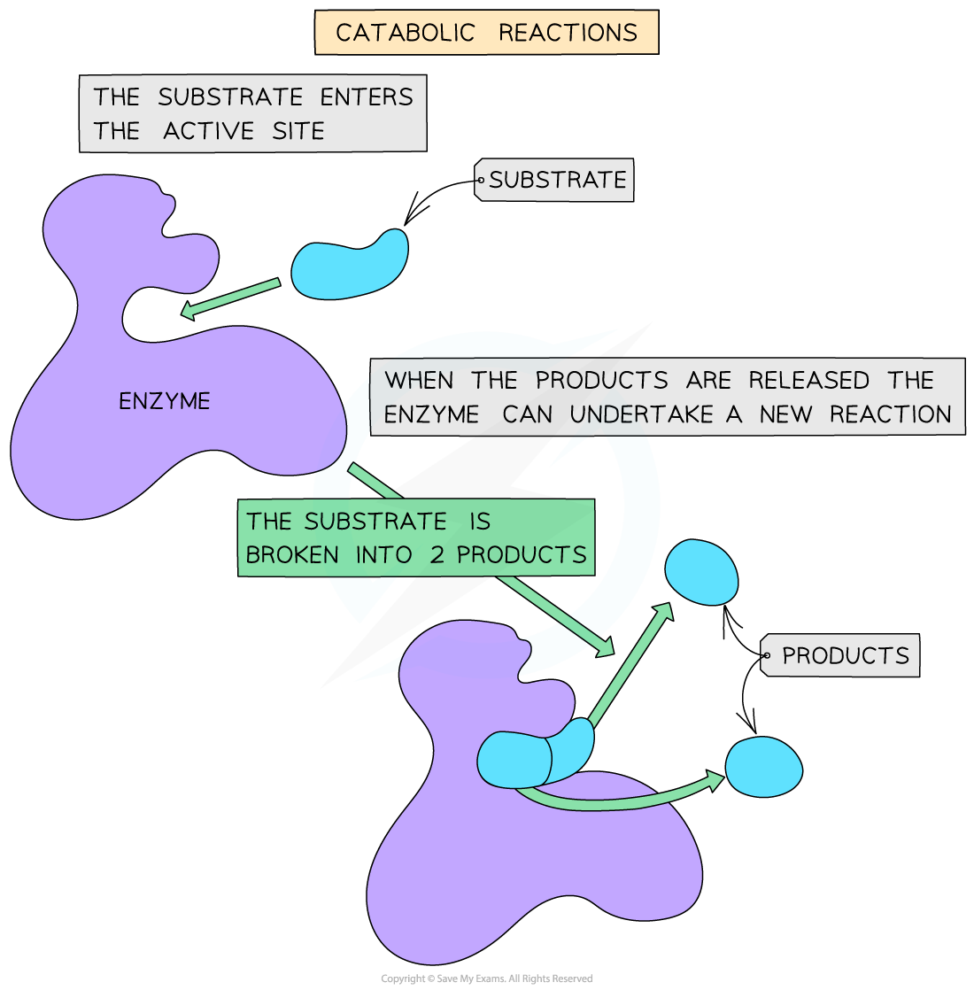 Catabolic reaction