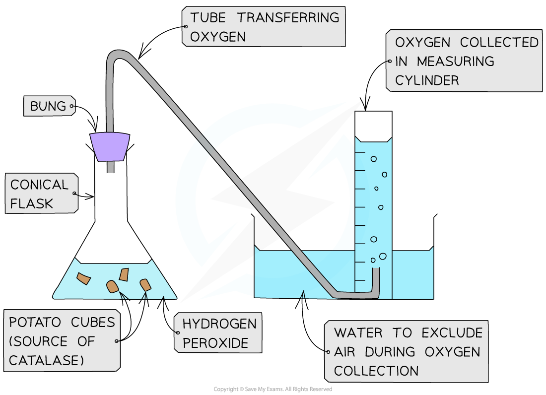 Catalase experiment