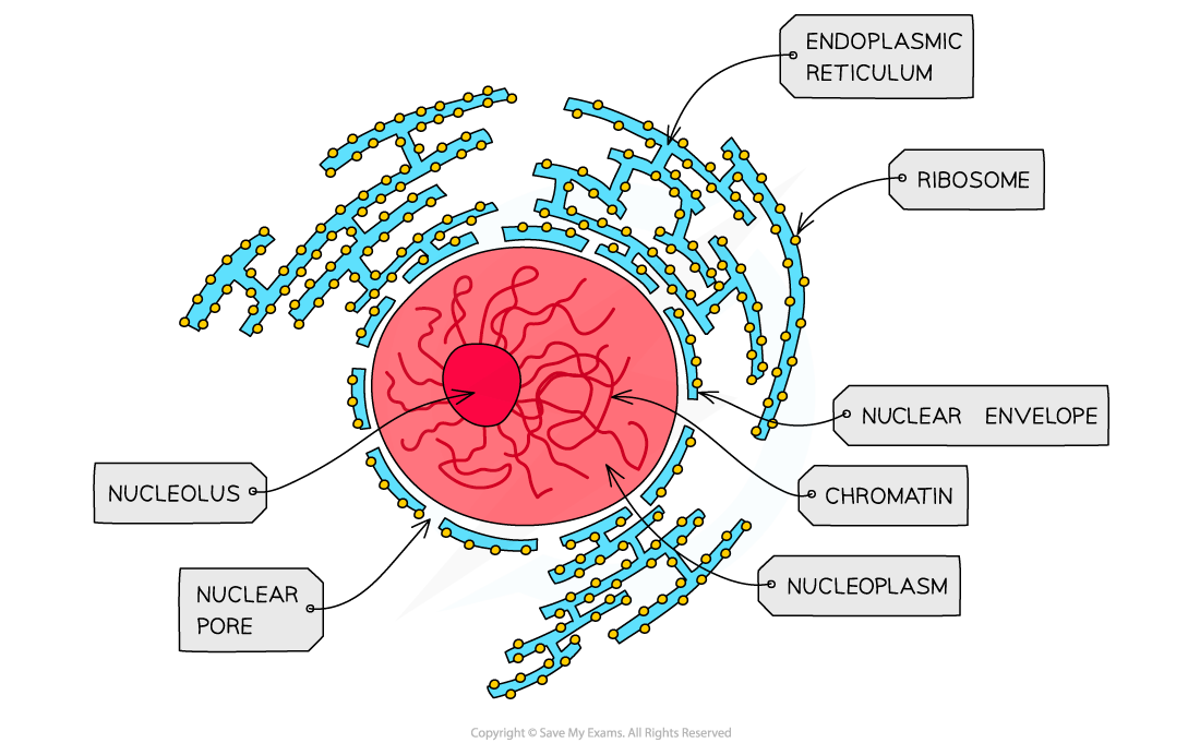 Cell components_Nucleus