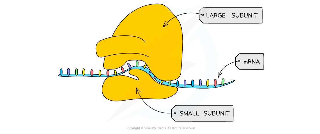 Cell components_Ribosome