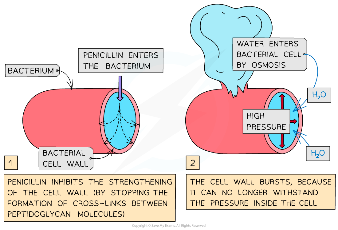 How penicillin works