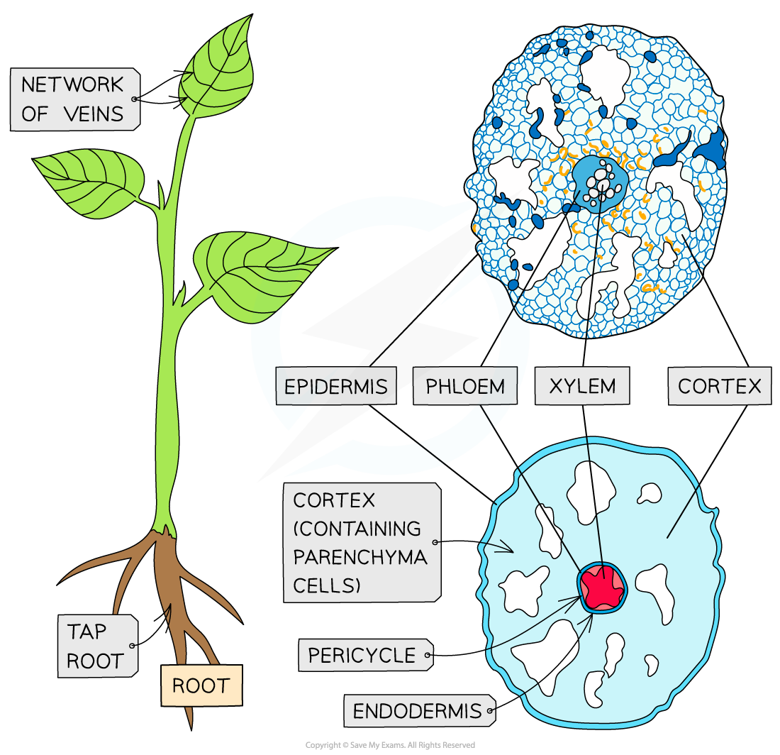 Transverse sections_Stems, roots and leaves (root)