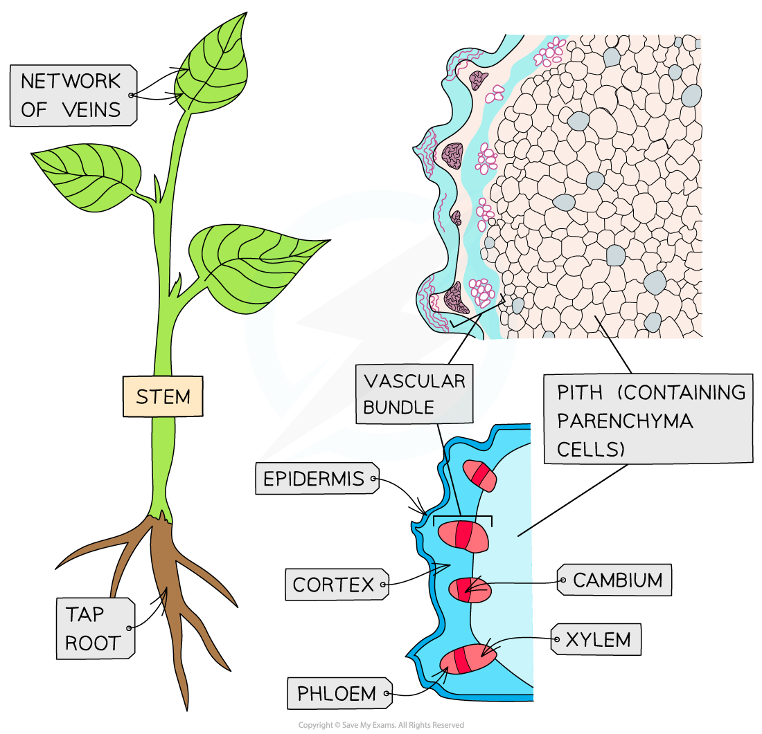 Transverse sections_Stems, roots and leaves (stem)