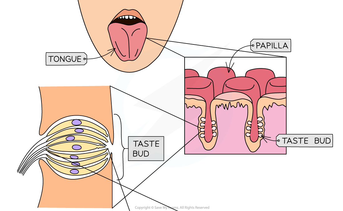 Chemoreceptors in the tongue (1)