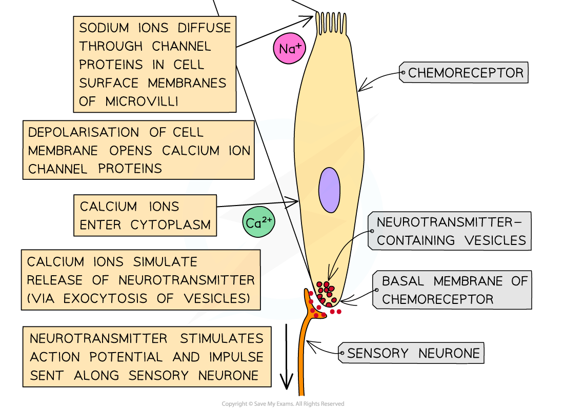 Chemoreceptors in the tongue (2)