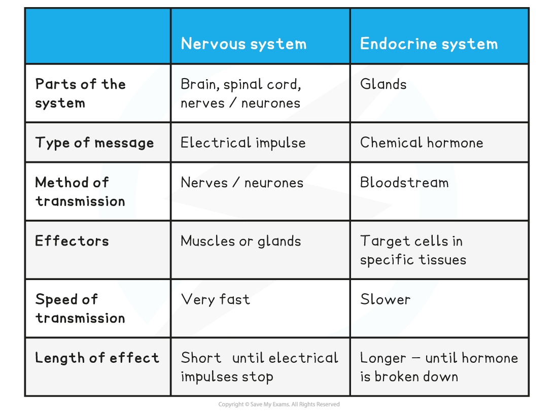 Comparing the features of the nervous & endocrine system table