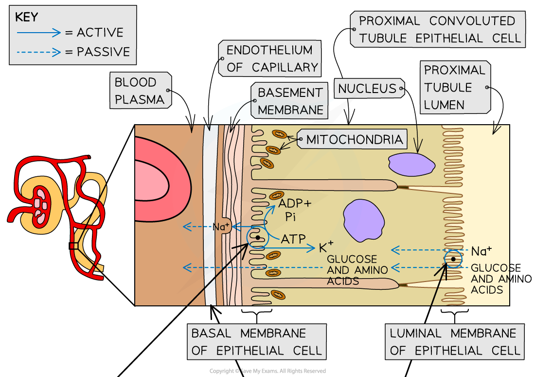 Selective reabsorption in the proximal convoluted tubule (1)