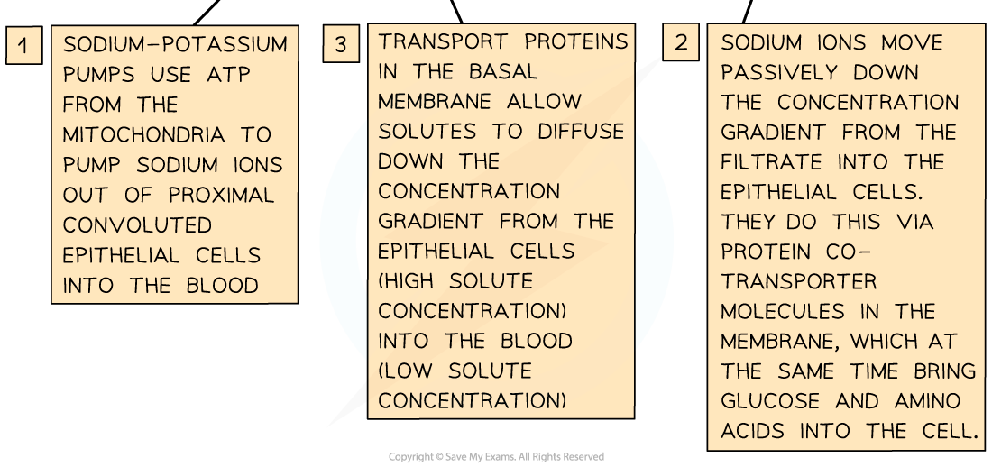 Selective reabsorption in the proximal convoluted tubule (2)