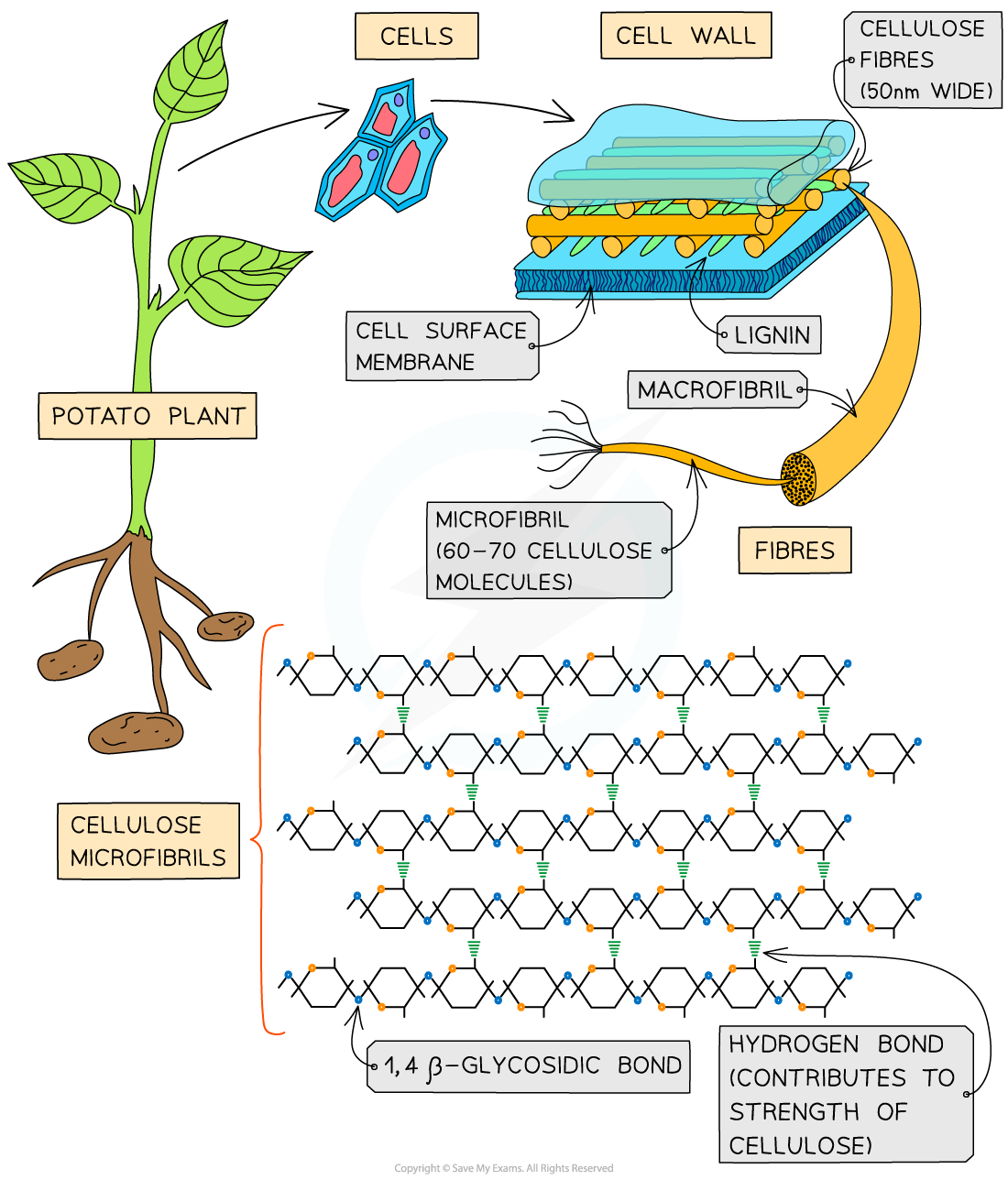 Cellulose_ Structure linking to function of cellulose