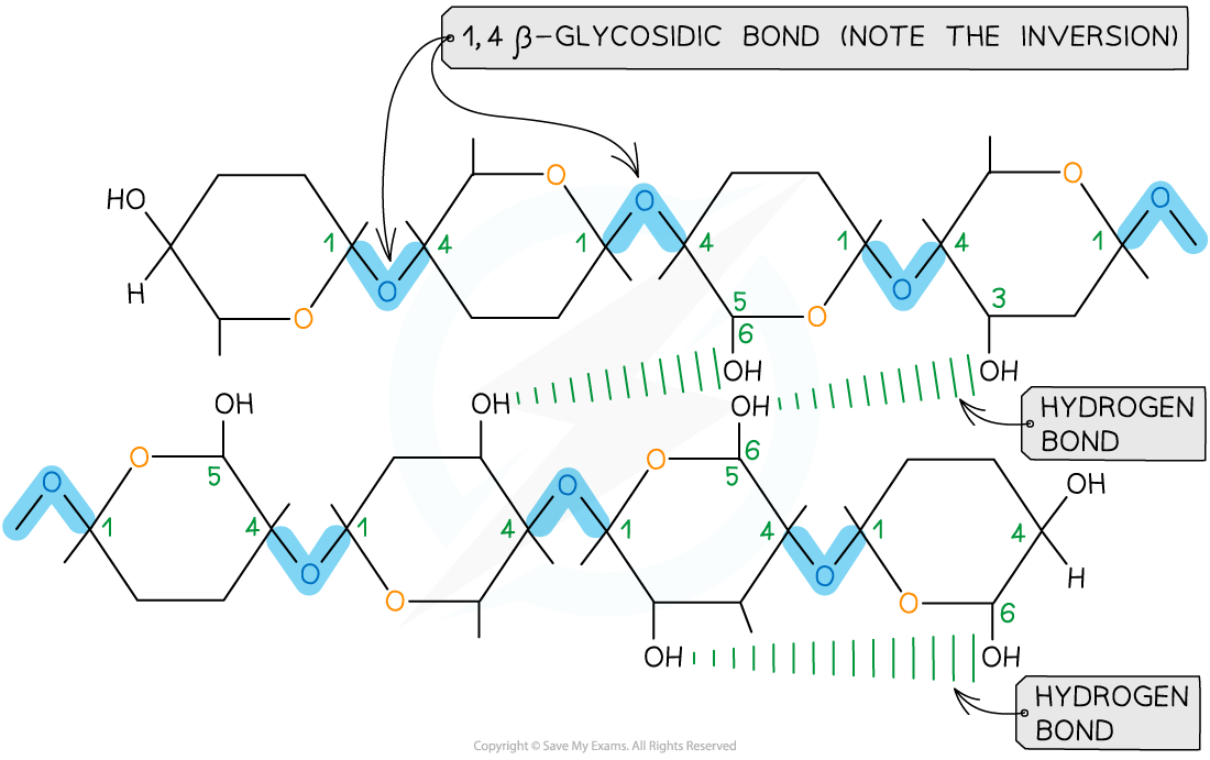  hydrogen bond formation between cellulose molecules