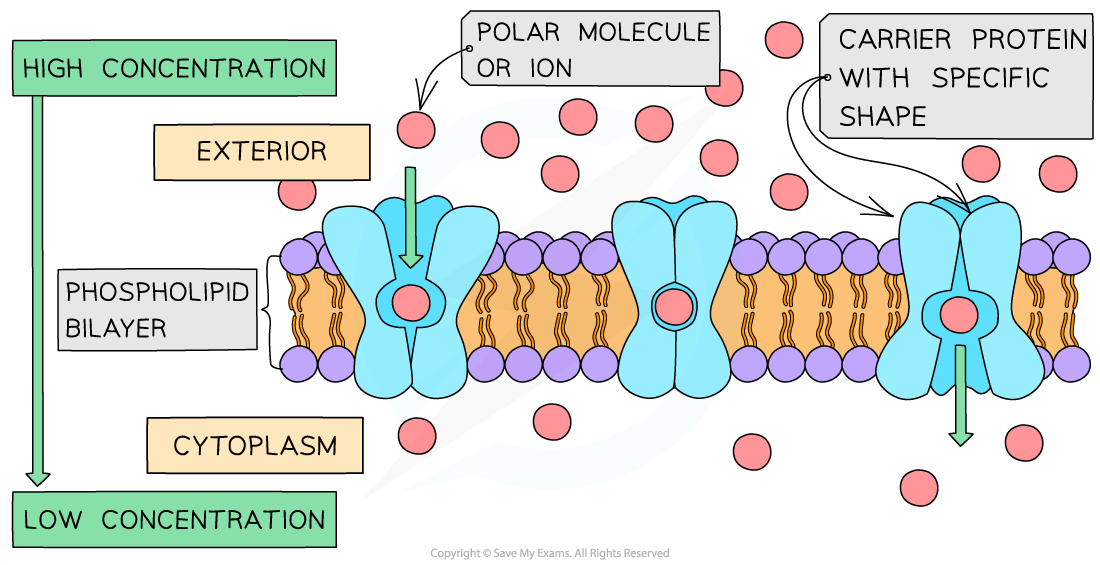 _Carrier protein in facilitated diffusion