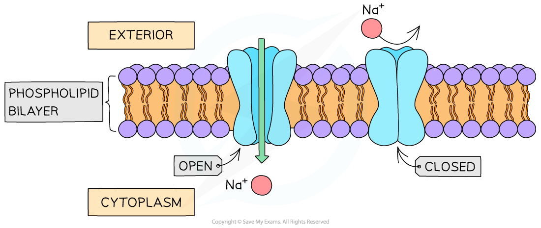 Channel protein