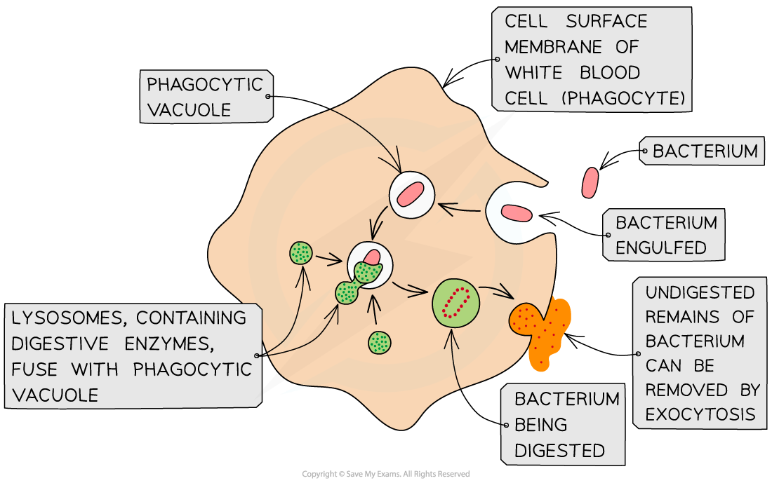 Phagocytosis of a bacterium