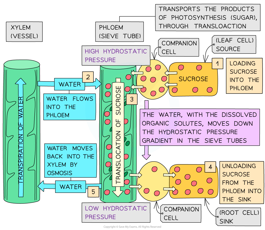 Phloem_ Mass flow from source to sink