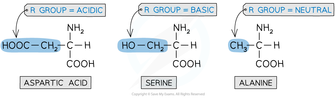 Nitrogen Compounds - Different Types of Amino Acids