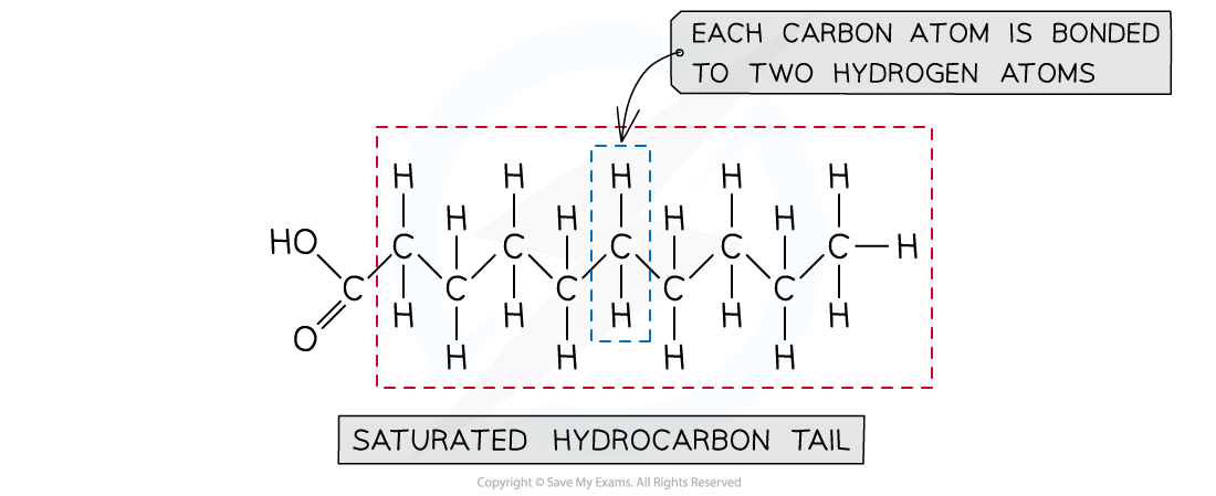 Saturated fatty acid example (1)