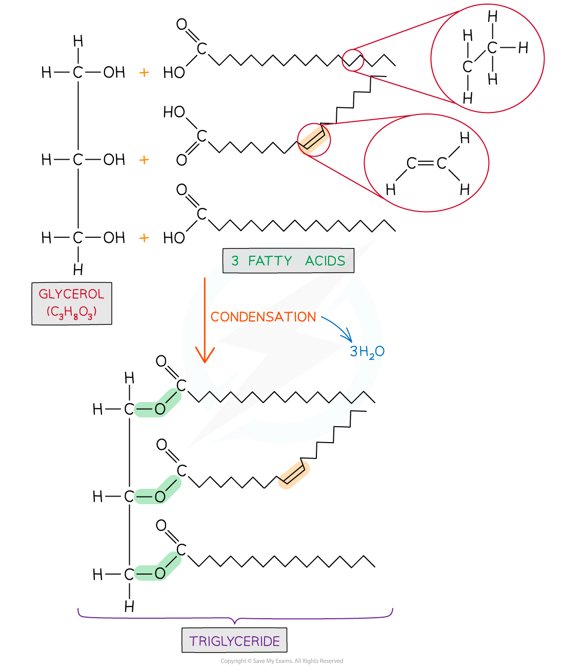 Formation of a triglyceride 1