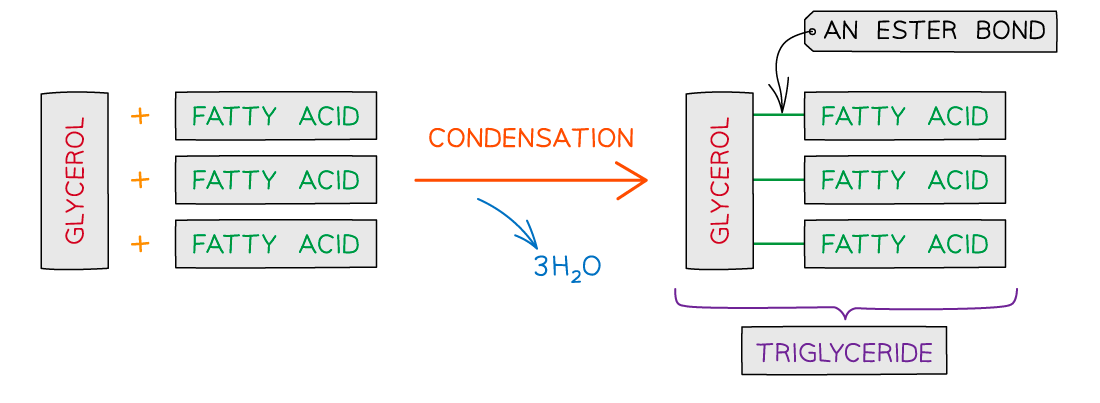 Formation of a triglyceride 2