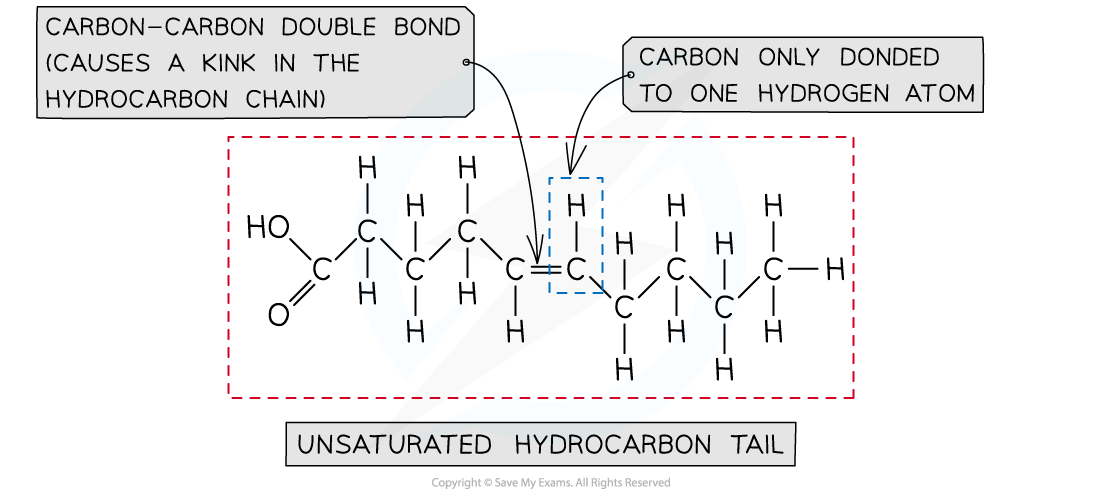 Unsaturated fatty acid example (1)