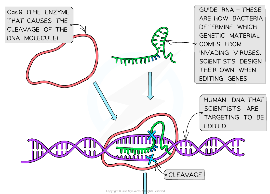 Gene editing (1)