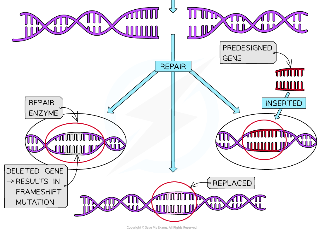 Gene editing (2)