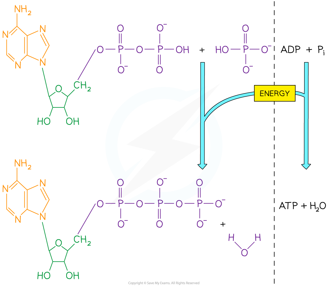 ATP Synthesis