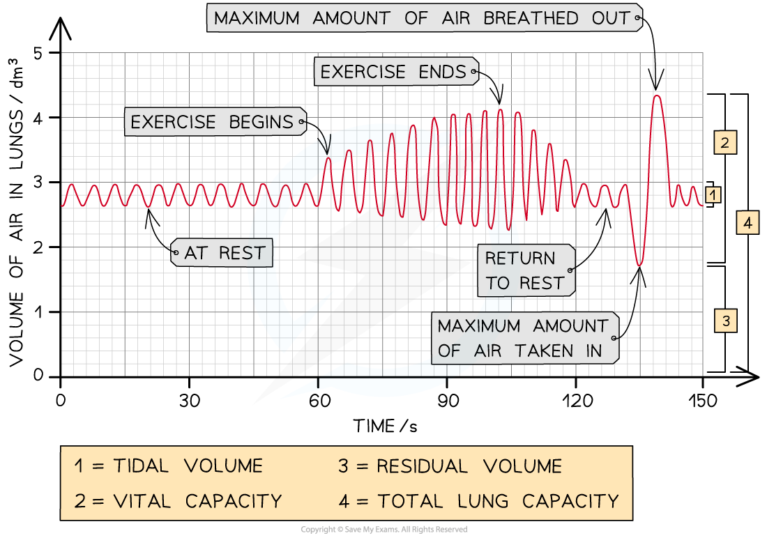 Changes to Lung Volume