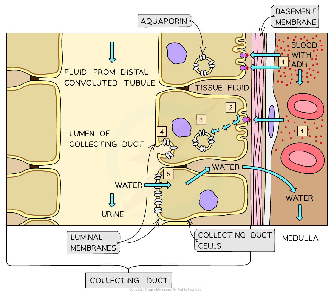 Effect of ADH (1)