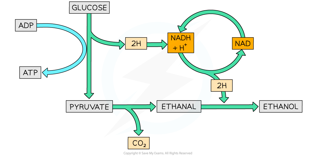 Ethanol Fermentation