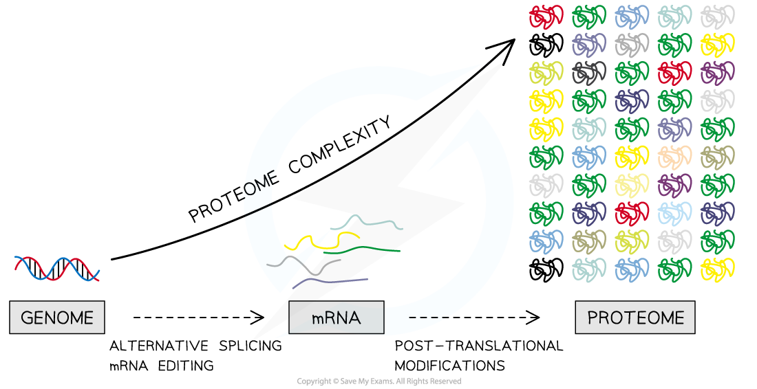 Genome and Proteome